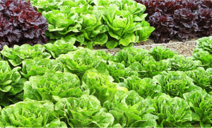 Verduras