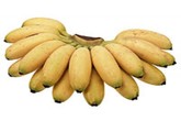 Manana oro
